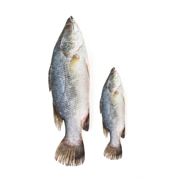 Encore Seafoods Stuffed the occasional – Image 2