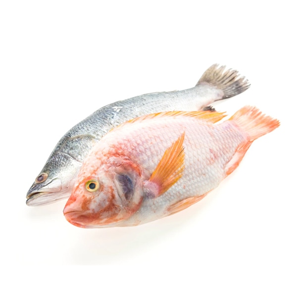 Encore Seafoods Stuffed the occasional – Image 3