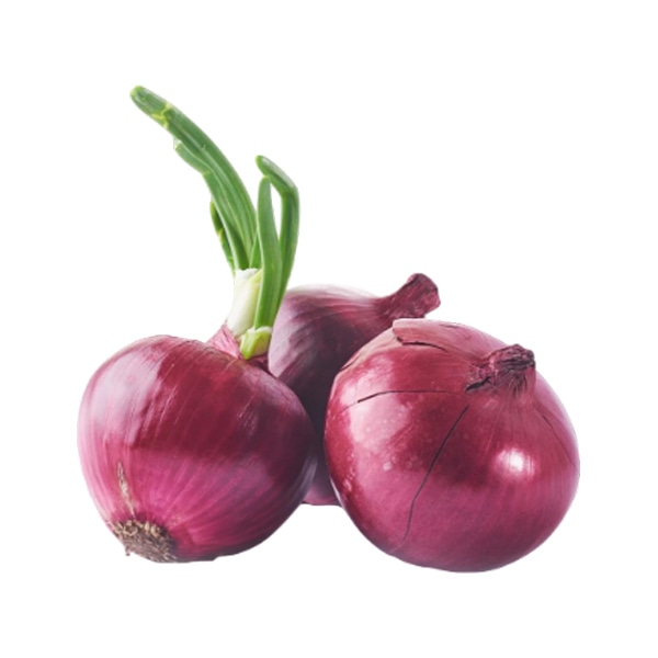 Onion hybrid varieties genus Allium – Image 3